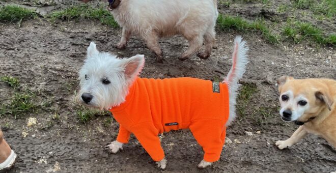 2 West Highland Whites and a mongrel walks along the Ditchling Rise the Westie facing the camera sports a bright orange dog coat