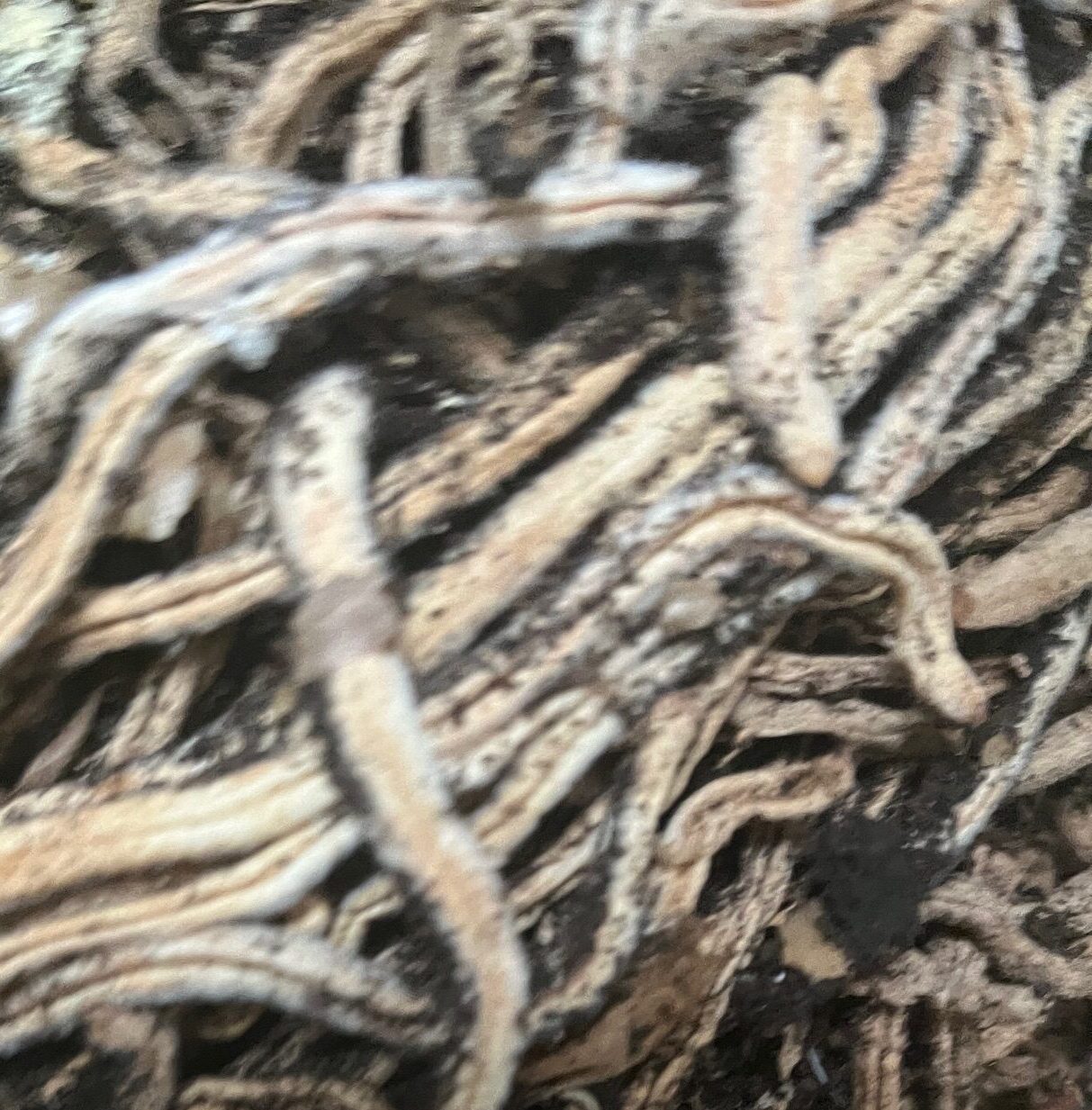 Grey feathery dessicated roots intemingled with each other