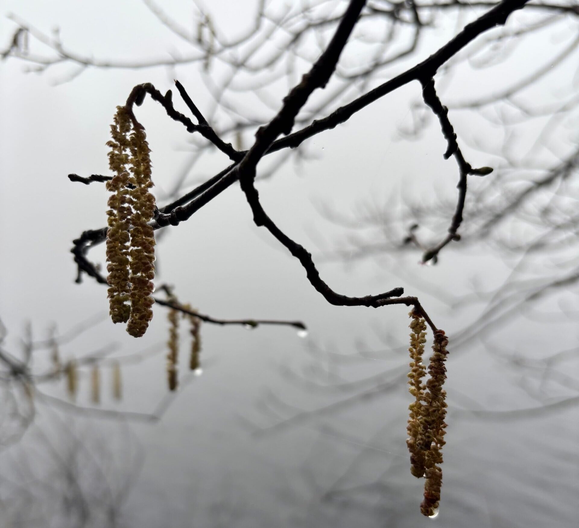 catkins hang on spindly black branches against water in a foggy vista